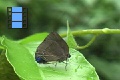 Scene 08_Metal Blue Lychaenidae on Leaf 2 closeup